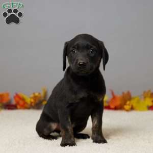 Kate, Black Labrador Retriever Puppy